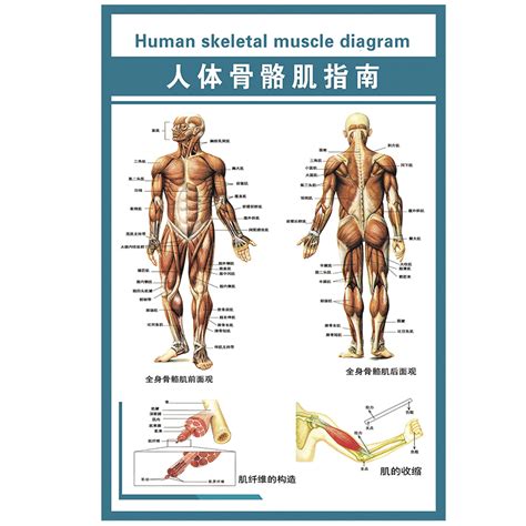 陰莖是什麼|人體解剖學/男性生殖器